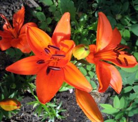 Tiger Lilies, Edmonton,
          ~2004.