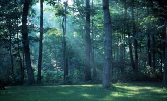 Grove on Goat Island near
          Niagara Falls, early morning, ~1965.