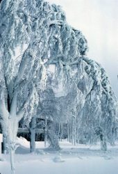 Tree covered in rime ice, near
          Niagara Falls, ~1969.